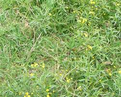 Image result for Senecio polyanthemoides