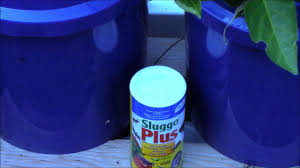 Other studies of spinosad's effectiveness include thrips, leafminers, spider mites, mosquitoes, ants, and fruit flies. Grobuckets Review Day 56 Earwigs Control Sluggo Plus Youtube