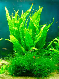 Check spelling or type a new query. Java Fern Care Guide Planting Growing And Propagation Shrimp And Snail Breeder
