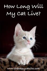 pin on cats