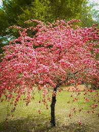 A small but very impressive deciduous upright spreading tree with double flowers in an assortment of colourings in early to mid spring. Pink Cascade Weeping Peach For Sale Online The Tree Center
