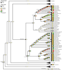 Image result for Gilgiochloa indurata