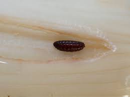 Image result for phytomyza gymnostoma