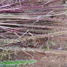 Image result for Elytrophorus spicatus