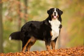Ursprünglich als gebrauchshund für die schweizer hirten gezüchtet, ist er heute noch sehr selbstständig und wachsam, dabei aber niemals aggressiv. Rasseportrait Berner Sennenhund