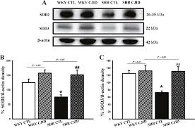 Indonesian Herbal Medicine Prevents Hypertension Induced Left Ventricular Hypertrophy By Diminishing Nadph Oxidase Dependent Oxidative Stress Oncotarget