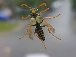 Is This Busty 'Cardi Bee' Insect Real? | Snopes.com