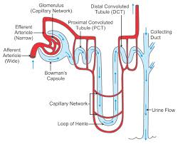 Describe The Structure Of A Nephron With The Help Of A