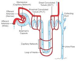 describe the structure of a nephron with the help of a