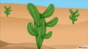 One adaptation of cacti are the spines that discourage animals from eating them, one adaptation of camels is the ability to eat things with spines, but the camel. Class 4 Science Chapter Adaptations In Plants Plants Adapted To Deserts Youtube