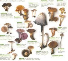 24 Best Mushrooms Images Stuffed Mushrooms Edible