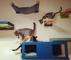 catification of a room at a local cat shelter cat shelter cat hammock catification