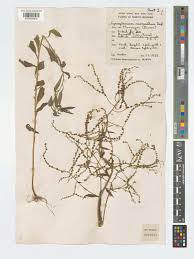 Image result for Cynoglossum lanceolatum