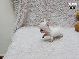 Apple Head Teacup Black Chihuahua Boutique Teacup Puppies Store Teacup Chihuahua Puppies Cute Baby Animals Chihuahua Puppies