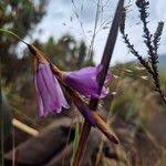 Image result for Dierama cupuliflorum