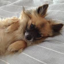 I M A Big Dog Sort Of Girl But Honestly If I Were To Ever Have A Small Dog Again It D Probably Be A Tiny Long Haired C With Images Chihuahua Pomeranian