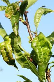 Apple trees most commonly get leaf curl from underwatering, poor nutrients, and aphids. Peach Leaf Curl Treatment And How To Fight It Effectively