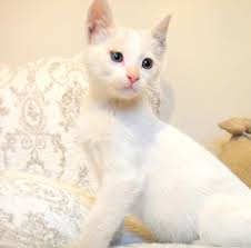 Ankara Kedisi Sakiz Bebek Istanbul Cat Breeds Cats Breeds
