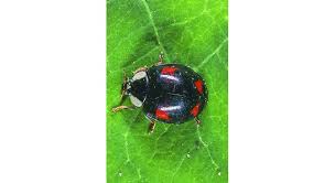 Pour hiverner, la punaise a il faut créer des jardins plus respectueux des conditions naturelles environnantes, éviter de planter des. Punaises Conseils Se Debarrasser Mon Jardin Ma Maison