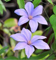 Check spelling or type a new query. Clematite Sugar Sweet Scented Clem Plante En Ligne