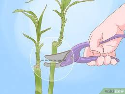 When lucky bamboo is too tall, it's necessary to cut back the sprouts grow too tall and dying leaves. How To Trim Lucky Bamboo Plants 11 Steps With Pictures