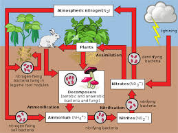 Nitrogen Cycle Wikipedia In 2020 Nitrogen Cycle Nitrogen Nitrogen Fixation