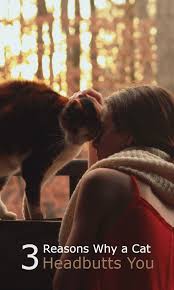 3 Reasons Why A Cat Rubs Against You Cute Funny Animals Cats Cute Cats And Kittens