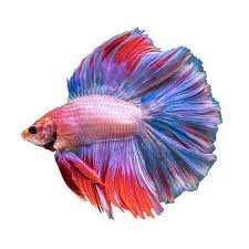 Betta Fish Tail Types Japanesefightingfish Org