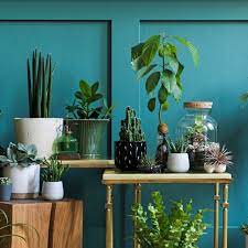 Le piante diventano elementi di arredo, valorizzano l'ambiente in cui viviamo, lo rendono piacevole, accogliente. Piante Da Interno Poca Luce Le Piu Resistenti E Facili Da Curare