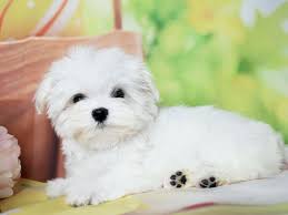 Verona Is Such A Lady Maltese Maltese Dogs Maltese Puppy Dog Trends
