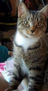 My 10 Month Old Kitten Cute Cat Wallpaper Cute Cats Photos Kitten