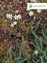 Image result for Gnidia fastigiata