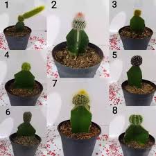 Satu lagi tanaman hias dengan harga termahal adalah philodendron minima variegata. Harga Tanaman Kaktus Hias Mini