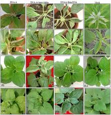 Image result for Ageratum conyzoides