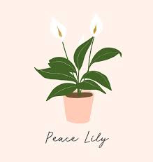Peace Lily Drawing Art PATSY FRASER