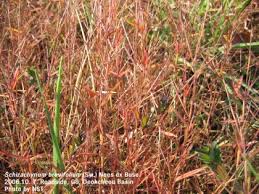 Image result for Schizachyrium brevifolium