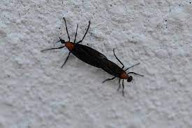 Poke some holes in the top. How To Get Rid Of Lovebugs And Preventing Lovebug Damage To Cars