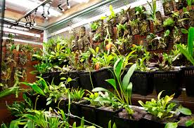 Cool vivarium build – orchidkarma