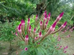 Image result for Grewia pachycalyx