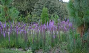 With our professional and trained staff, we are able to tackle most things landscape, from basic lawn maintenance to hardscaping. Wildflowers For Your Garden Blazing Stars