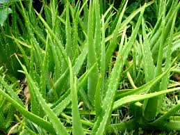Lidah buaya memiliki daun yang tebal dan berduri, mungkin karena bentuknya yang seperti lidah dan berduri itulah, tanaman hias yang satu ini. Klasifikasi Dan Morfologi Tanaman Lidah Buaya Aloe Vera L Kumpulan Materi Pengetahuan Umum