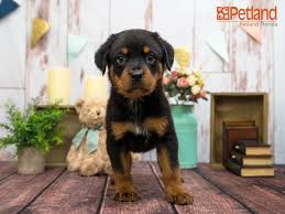 Mississippi rottweiler puppies for sale. Petland Florida Has Rottweiler Puppies For Sale Check Out All Our Available Puppies Rottweiler Puppy Doglove Rottweiler Puppies For Sale Puppies Animals