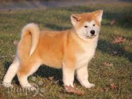 Hide this posting restore restore this posting. Akita Inu For Sale Akita Inu Puppies