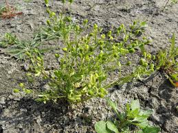 Image result for Ranunculus sceleratus