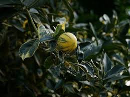 Experten sagen der frucht ein blumiges aroma nach, das an orangenblütenwasser mit einem hauch grapefruit das ergebnis: Zitrus Und Mediterrane Pflanzen Bestimmen Methoden Und Beispiele