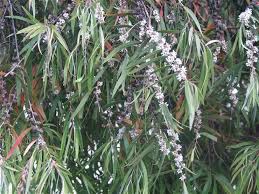 Image result for Agonis flexuosa