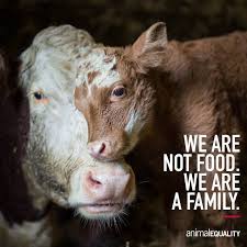 Vegetarian Animalrights Vegansofig Veganfood Plantbased Vegan Vegansofinstagram Veganlifestyle Crueltyfree Ve Vegan Animals Mercy For Animals Animals