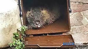 We did not find results for: Bagnolo Mella Nutria Nel Bidone Dello Sporco Allarme In Paese