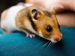 Although the average lifespan is 2 to 2.5 years, there are several factors that may influence how long a hamster will live. Hamster Lifespan How Long Do Hamsters Live Vivo Pets