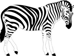 Pembuat kami senang mendengar dari anda dan melihat bagaimana anda menggunakan foto mereka. Zebra Clipart Gambar Png Download Full Size Clipart 2608812 Pinclipart